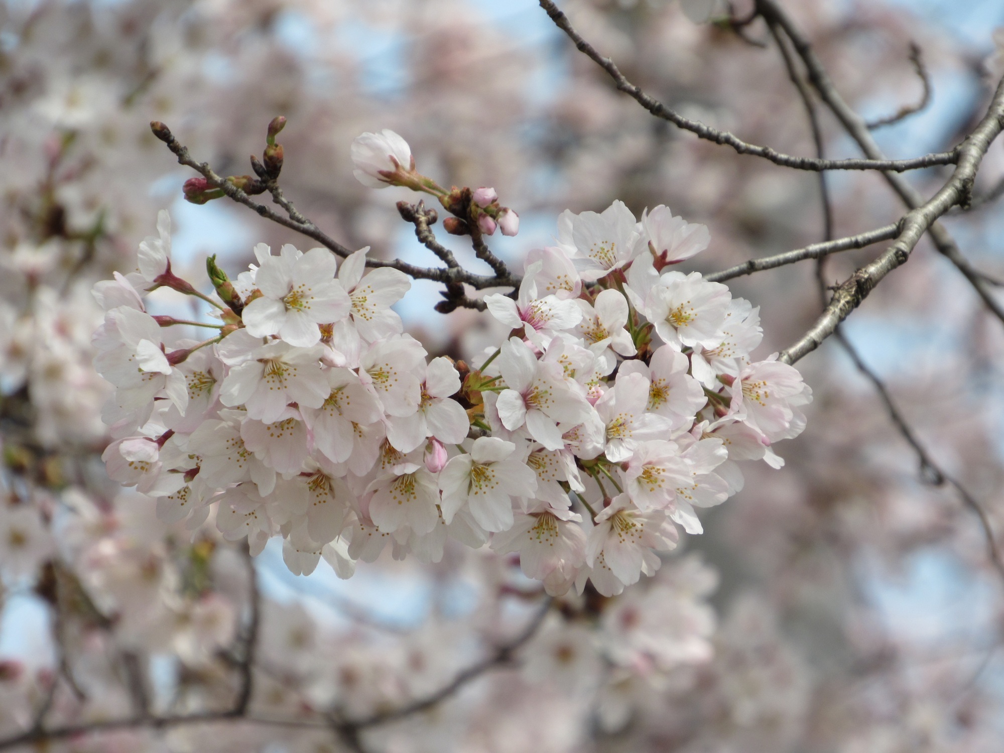 航空自衛隊 熊谷基地の桜