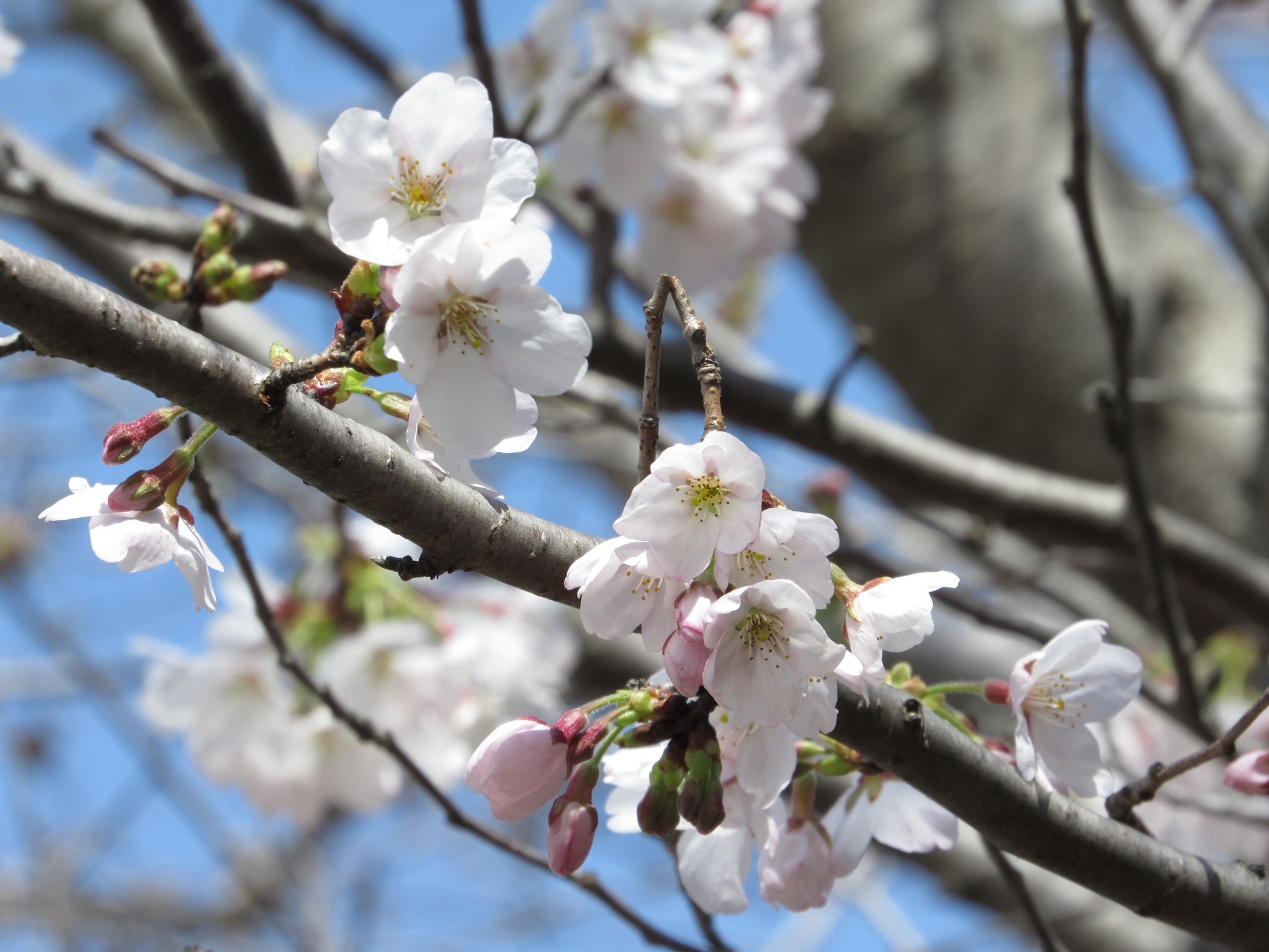 海上自衛隊 下総航空基地の桜
